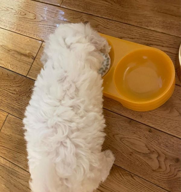 以比熊有黄毛的饮食习惯及营养需求（探索比熊食谱，让你的宠物更健康快乐）