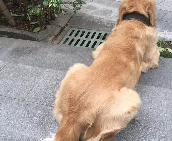狗狗被其它动物咬伤了，那么被咬伤了之后，铲屎官们该怎么办呢？
