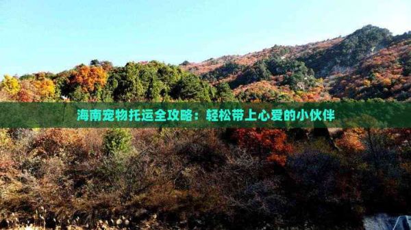 海南宠物托运全攻略：轻松带上心爱的小伙伴