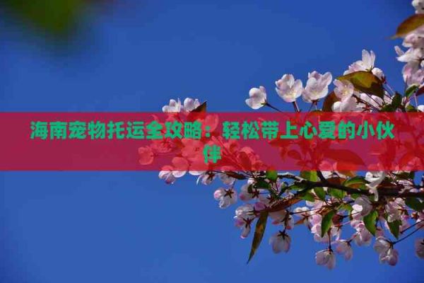 海南宠物托运全攻略：轻松带上心爱的小伙伴