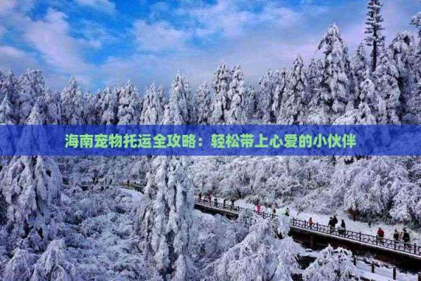 海南宠物托运全攻略：轻松带上心爱的小伙伴
