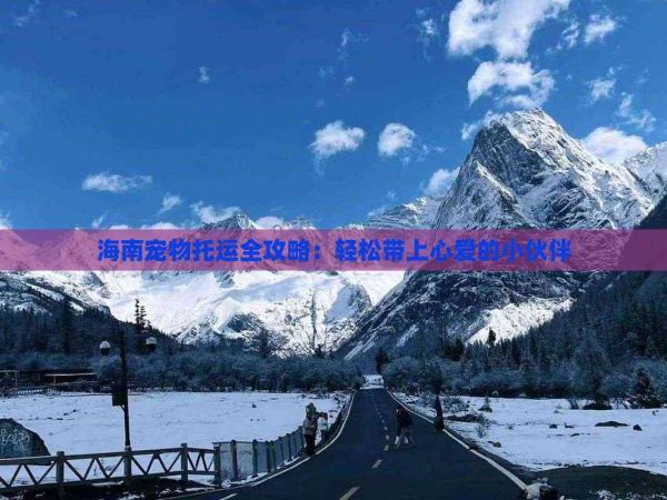 海南宠物托运全攻略：轻松带上心爱的小伙伴