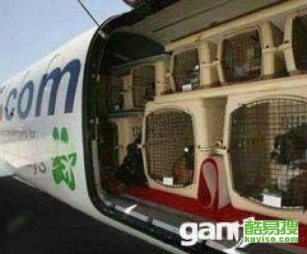 “跨越千里,宠物托运,海口温馨接驾!”