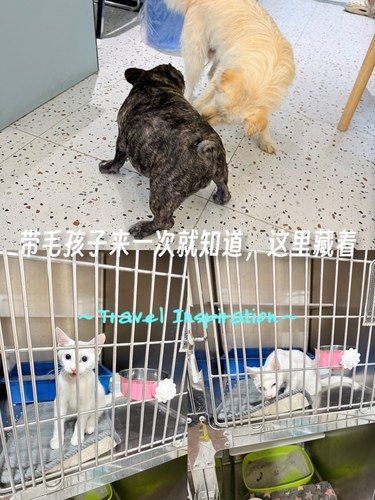 带毛孩子来一次就知道，这里藏着太多小温暖 