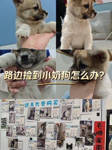 路边捡到小奶狗怎么办？ 