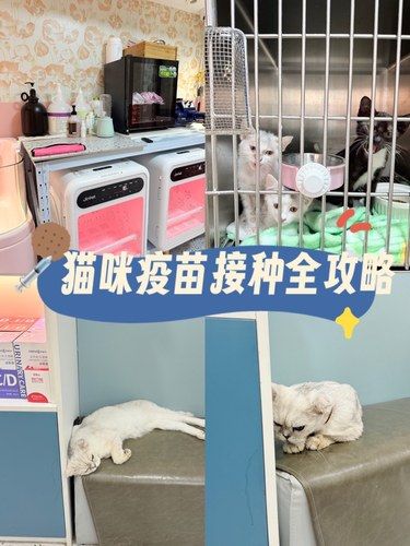 猫咪疫苗接种全攻略，新手铲屎官必看！​ 