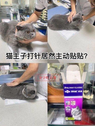 猫主子打针居然主动贴贴？
