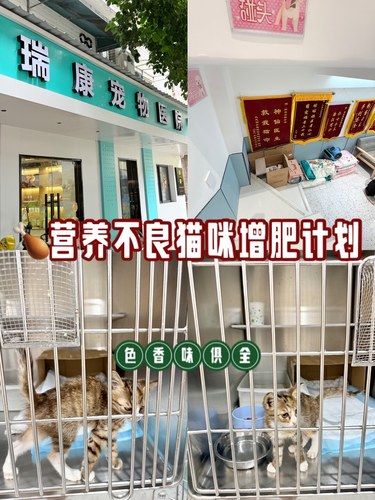从瘦弱到圆润|营养不良猫咪的增重计划 