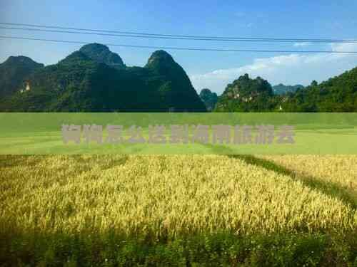 狗狗怎么送到海南旅游去
