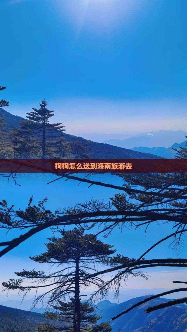 狗狗怎么送到海南旅游去