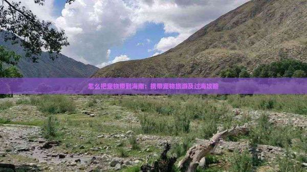 怎么把宠物带到海南：携带宠物旅游及过海攻略