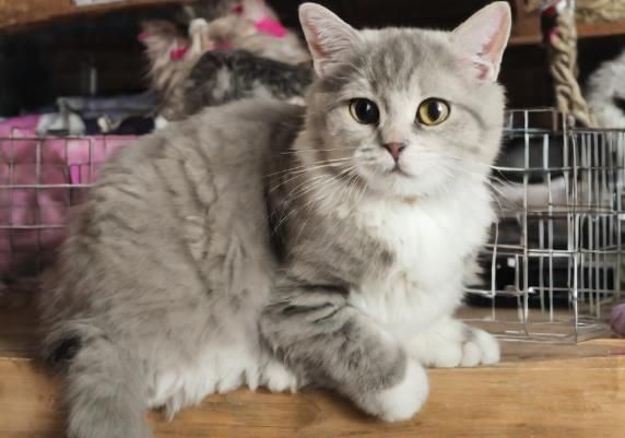 宠物猫
