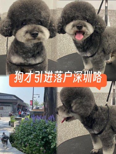 深圳坂田丝滑办狗证宠物医院分享，包的[胜利]
