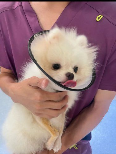 宠物健康