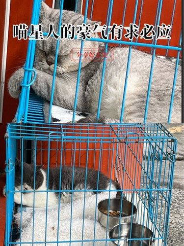 新家庭成员的第一天
