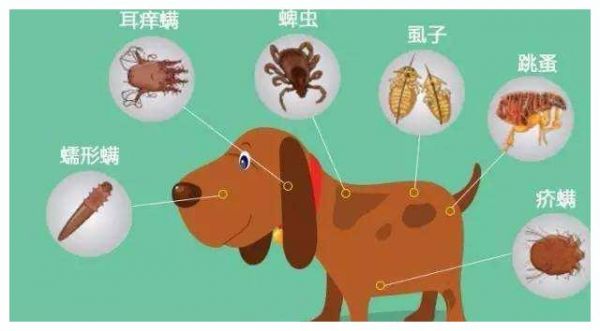 如何给狗狗驱虫？