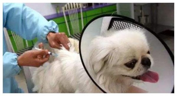 如何给狗狗驱虫？