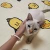 冰家有三猫