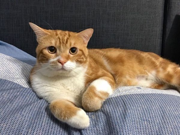 第一次养猫选择哪个品种比较好养？