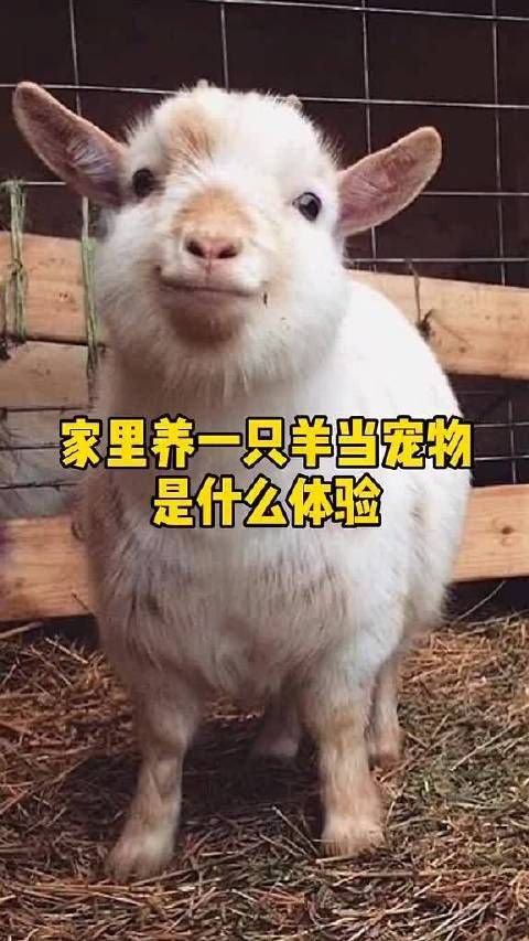 把羊当宠物养是什么体验?