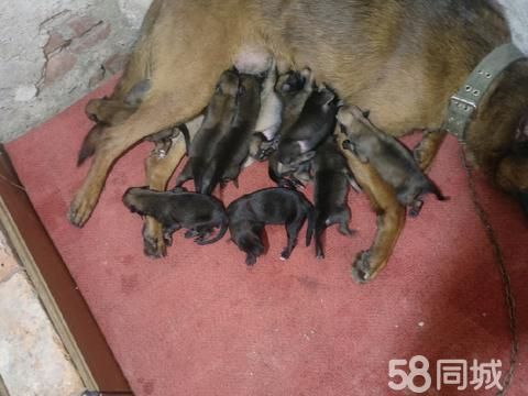 十堰宠物赠送/领养·看家护院小马犬需要联系我