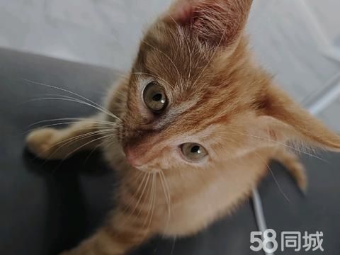 十堰宠物赠送/领养·领养小猫咪活泼可爱可以自己用猫砂吃饭希望可以找一个喜欢他的主人