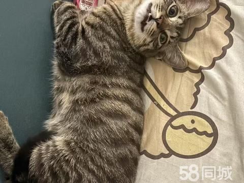 十堰宠物赠送/领养·十堰顾家岗寻猫