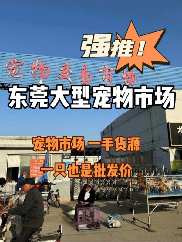 东莞沙田宠物狗-东莞沙田宠物狗批发市场