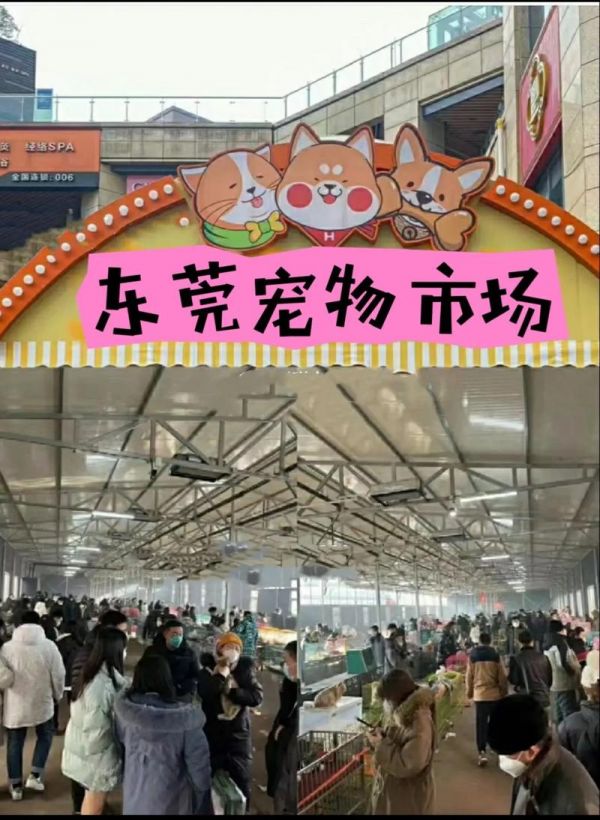 东莞沙田宠物狗-东莞沙田宠物狗批发市场
