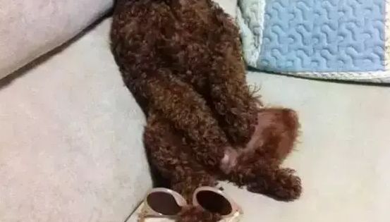 别人家的都是小可爱，可为啥我家养了个“死废宅”！