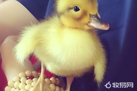 农村养殖什么鸭