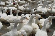 绿头鸭可以养殖吗