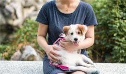 六种智商较高的小型犬,谁说只有大狗才聪明,小型犬可不会认输