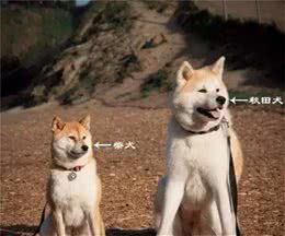 分辨柴犬和秋田犬的方法,注意看了