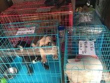天津到全国宠物空运,随机托运 检疫证代办 火车托运全国连锁