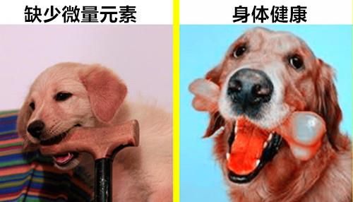 “狗王硕养成记:体育生变宠物达人”