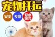 仙桃宠物狗狗托运汽车带宠物托运