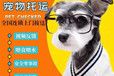 仙桃宠物托运物流航空宠物运输