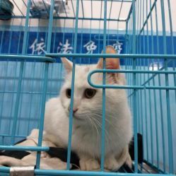 南京艾贝尔宠物医院怎么样？宠物医院排名及服务评价
