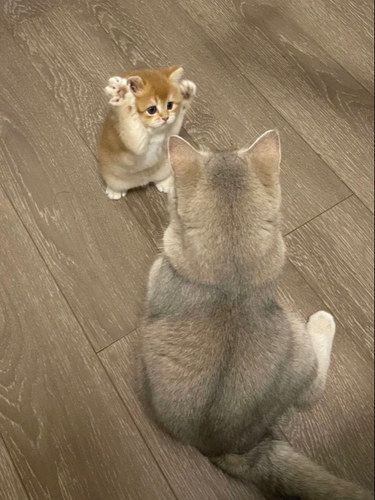 软乎乎的小可爱，直接把幸福值拉满～