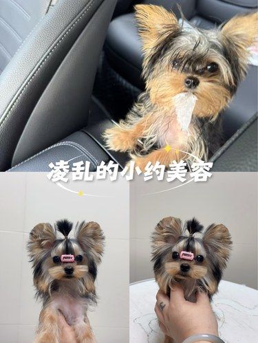 凌乱的来，美丽的走✂️