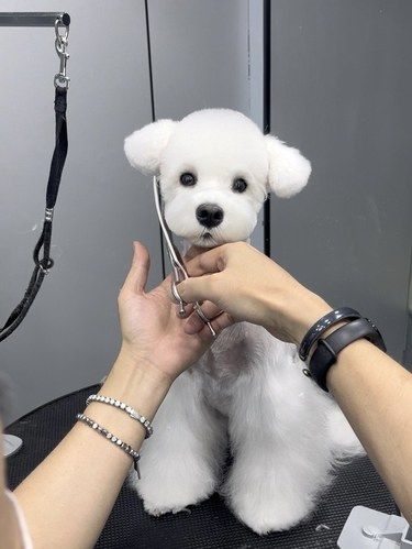 乐朋宠物公司｜美容返图·雪纳瑞