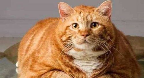 橘猫怎么配宠物猫好看
