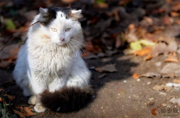 什么品种的猫最好看 颜值高的猫咪有哪些