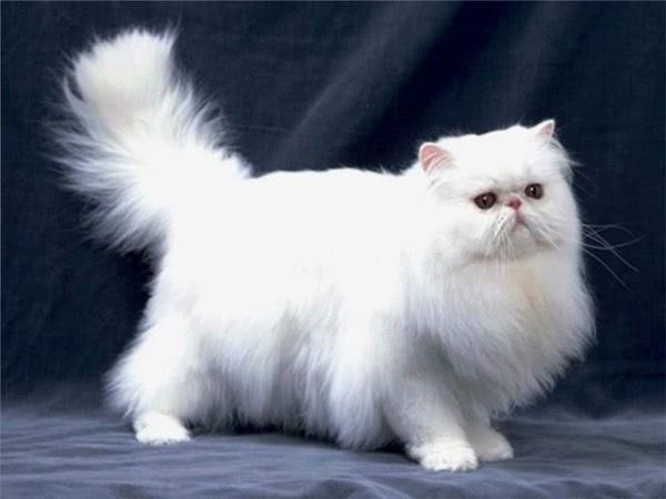 世界10大最好看的猫咪，波斯猫和布偶猫上榜，你最喜欢哪个？
