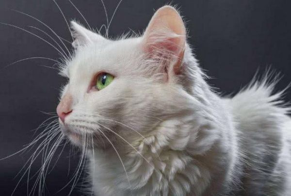 世界10大最好看的猫咪，波斯猫和布偶猫上榜，你最喜欢哪个？