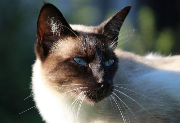 世界10大最好看的猫咪，波斯猫和布偶猫上榜，你最喜欢哪个？