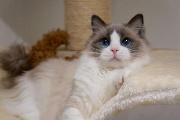世界10大最好看的猫咪，波斯猫和布偶猫上榜，你最喜欢哪个？