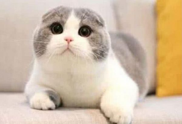世界10大最好看的猫咪，波斯猫和布偶猫上榜，你最喜欢哪个？