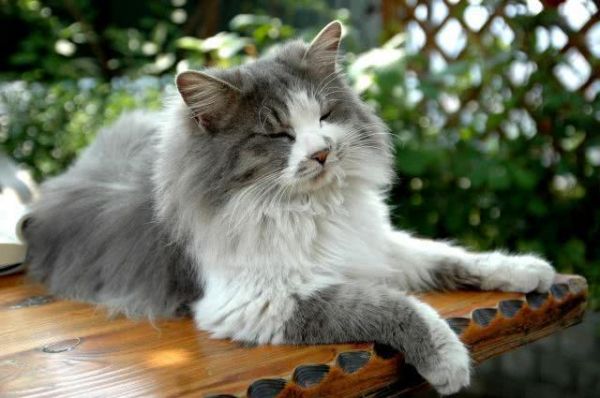 世界10大最好看的猫咪，波斯猫和布偶猫上榜，你最喜欢哪个？